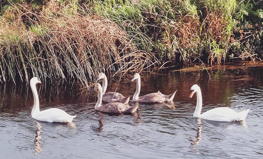 Galway Glamping Tuam Bagian luar foto